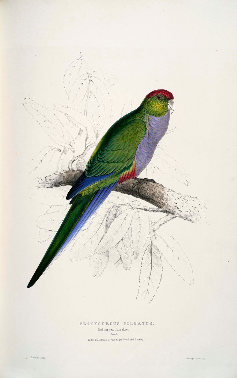 Purpureicephalus spurius  av Edward Lear