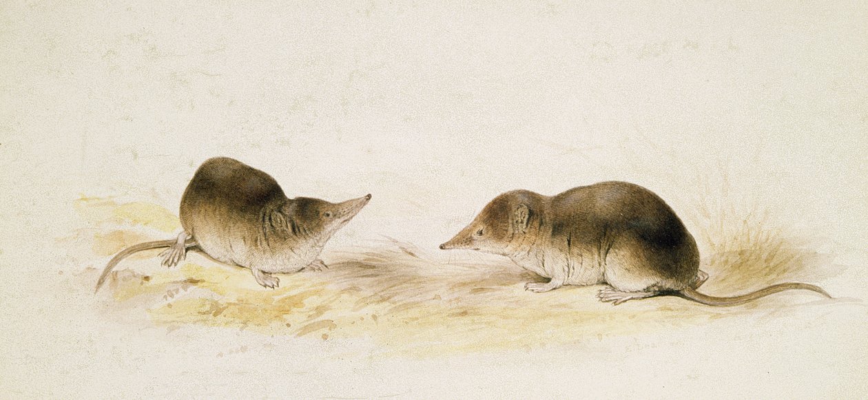 Spjutspetsar av Edward Lear