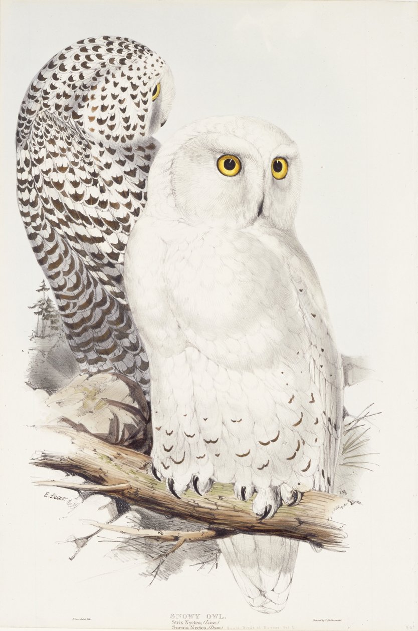 Snöig uggla. Strix Nyctea; (Stad); Surnia Nyctea, 1832-1837 av Edward Lear