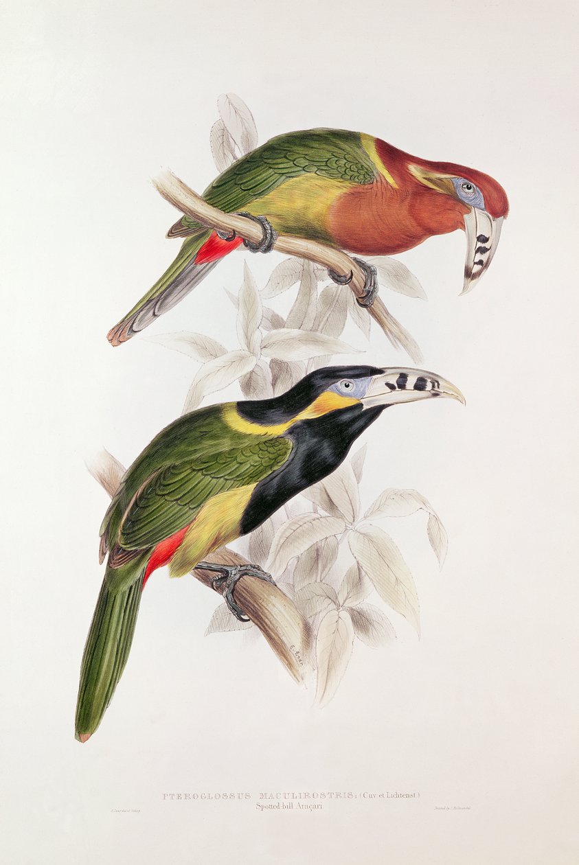 Spotted Bill Aracari, 1800-talet (färglitografi) av Edward Lear