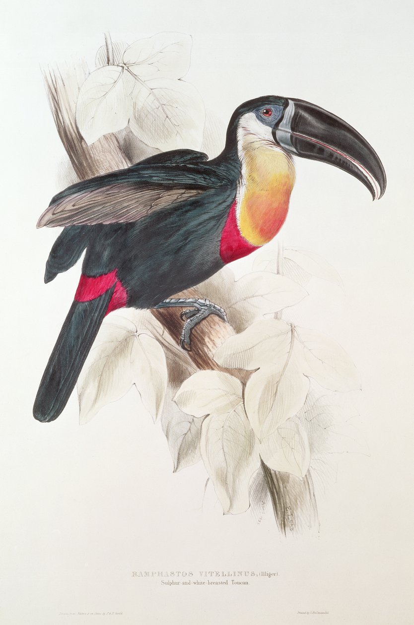 Svavel och vitbröst tukan, 1800-tal (färglitografi) av Edward Lear