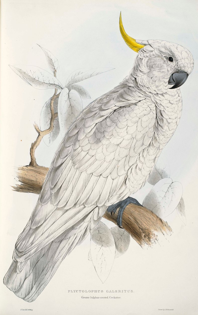 Sulphur-crested Cockatoo  av Edward Lear