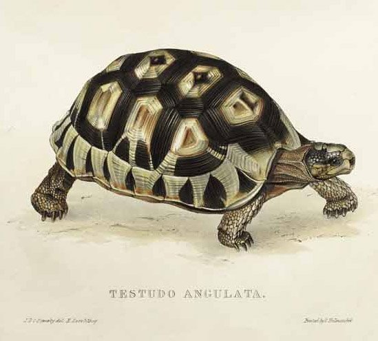 Testudo angulata  av Edward Lear