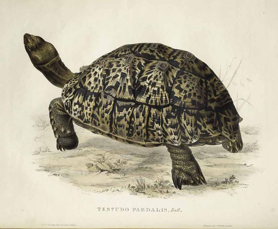 Testudo pardalis  av Edward Lear