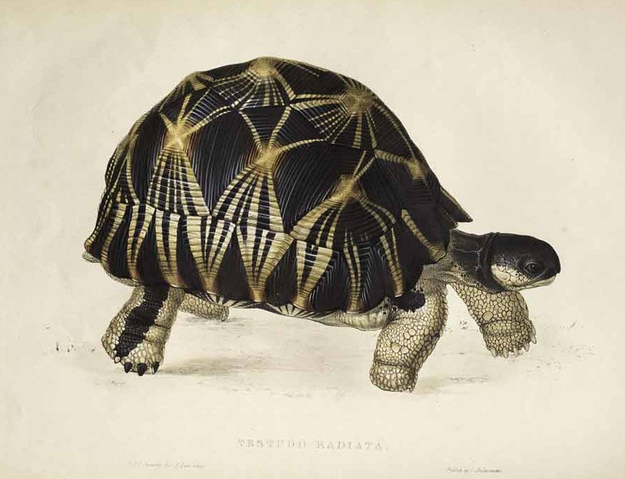 Testudo radiata  av Edward Lear