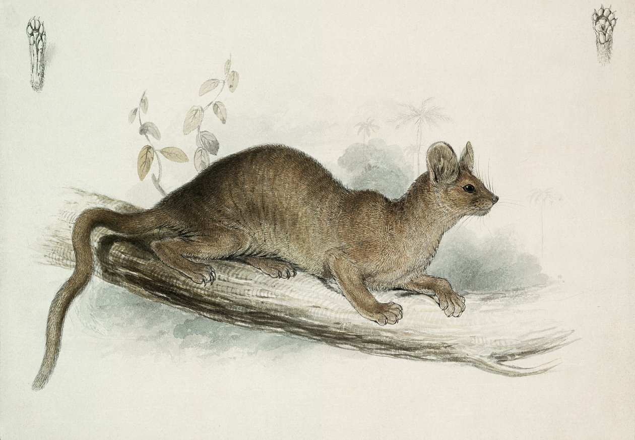 Polecat, 1800-talssved av Edward Lear