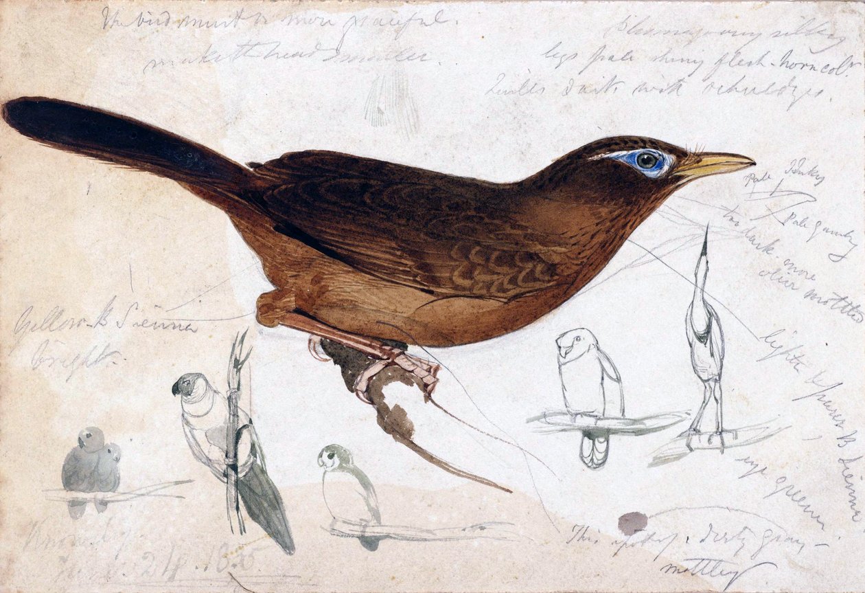 brown bird av Edward Lear