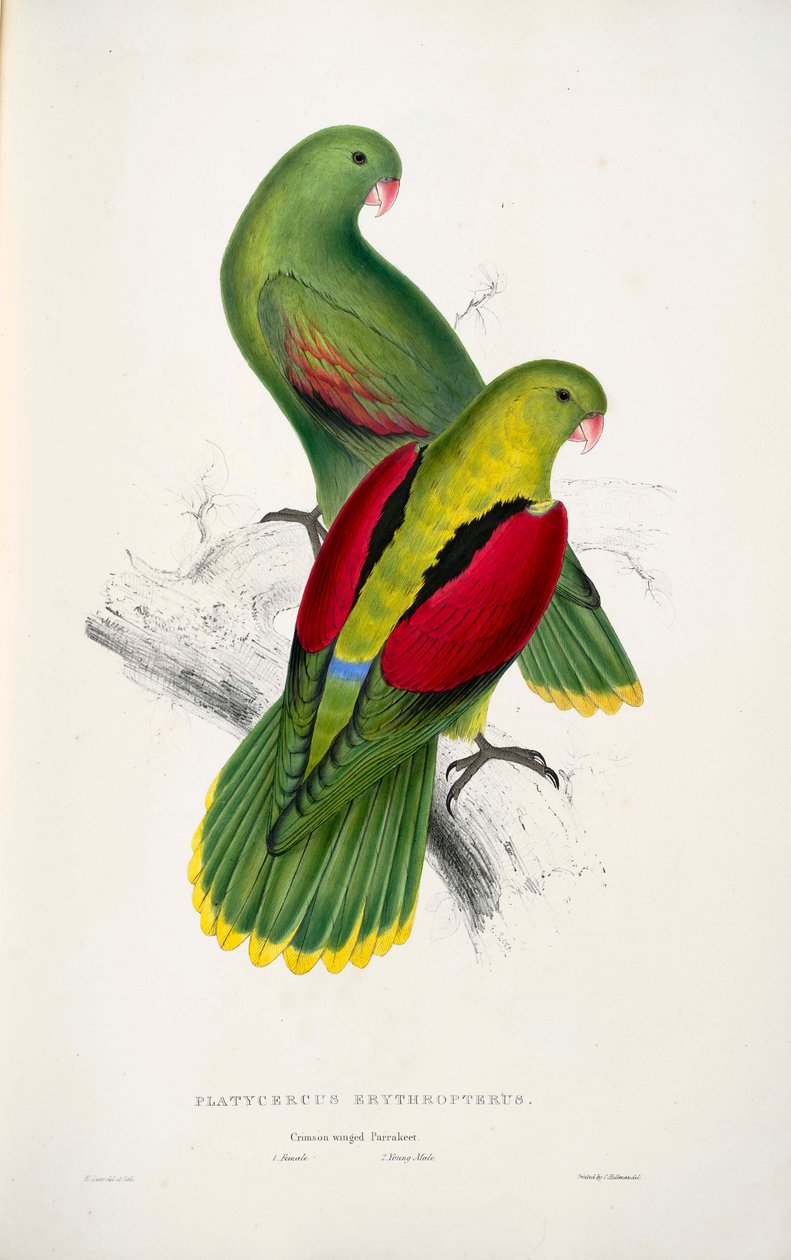 two Red-winged Parrots  av Edward Lear