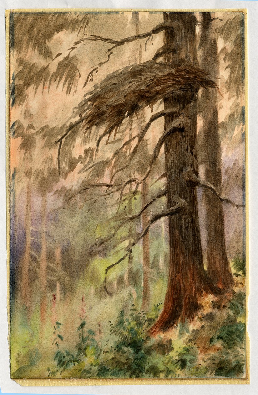 Goshawks nest, 1898-99 (wc på papper) av Edward Adrian Wilson