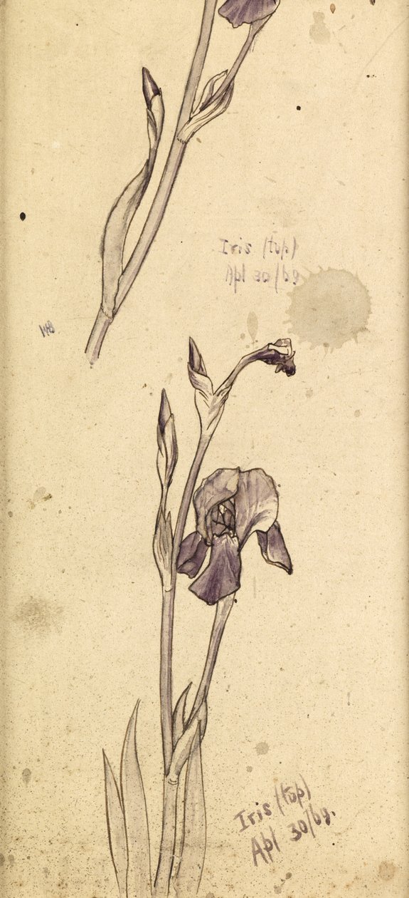 Iris, 1869 av Edward Burne Jones