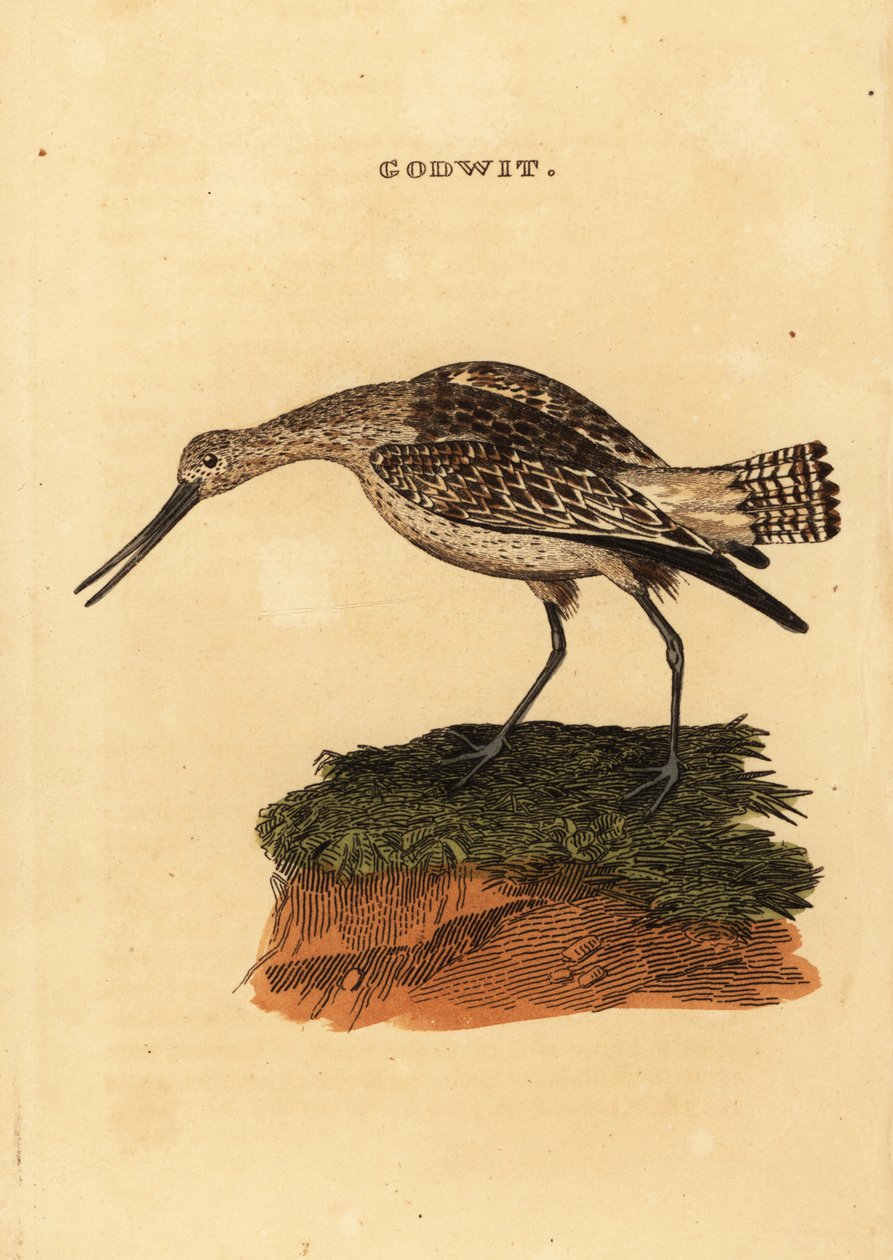 Stångsvansspov, Limosa lapponica av Edward Donovan