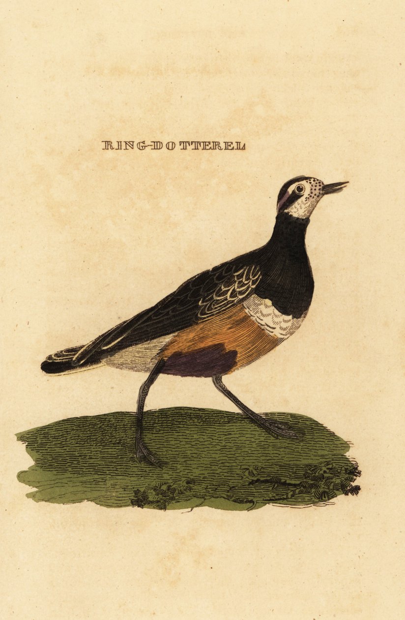 Eurasian dotterel, Charadrius morinellus av Edward Donovan