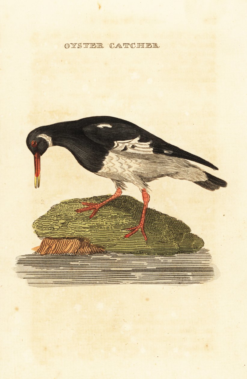Eurasisk ostron, Haematopus ostralegus av Edward Donovan