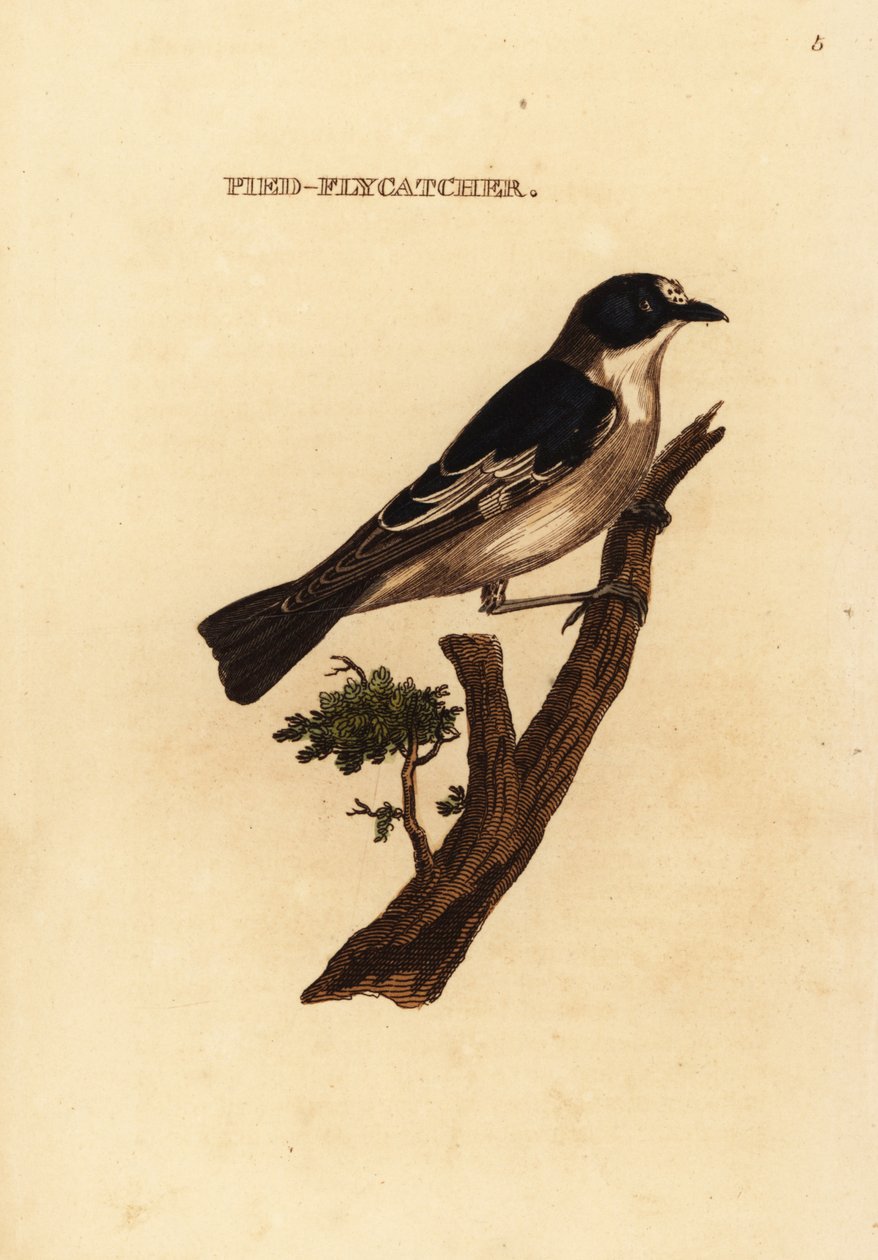 Europeisk pied flugsnappare, Ficedula hypoleuca av Edward Donovan