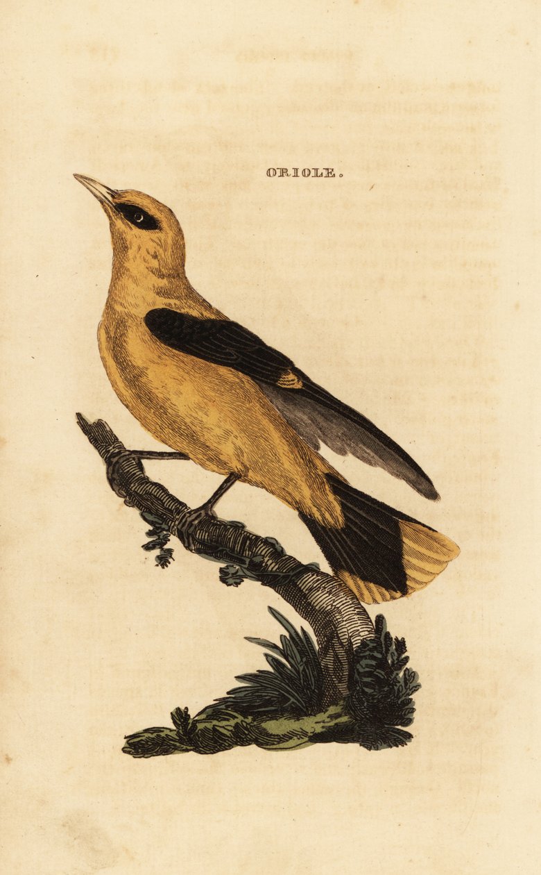 Gyllene oriol, Oriolus oriolus av Edward Donovan