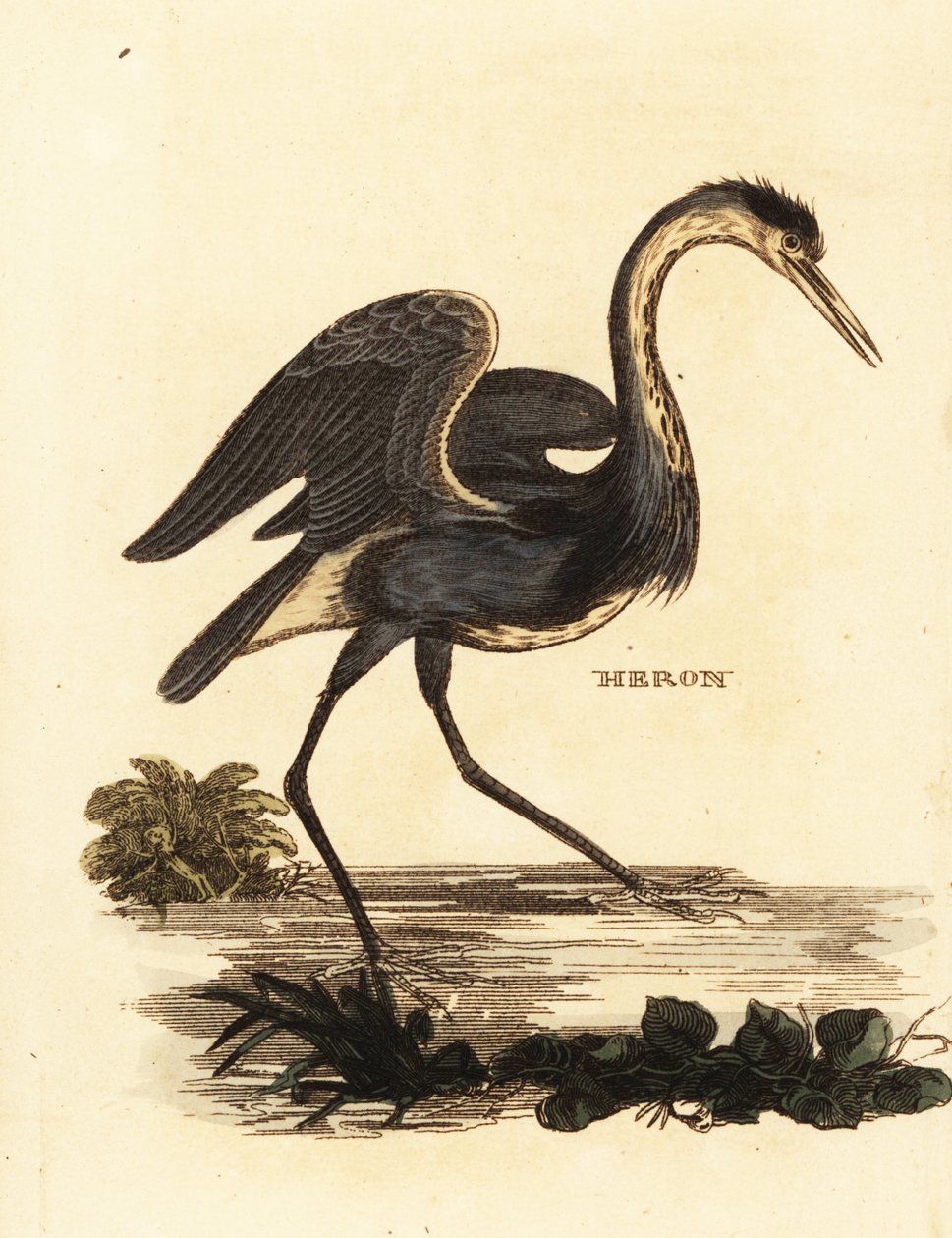 Gråhäger, Ardea cinerea av Edward Donovan
