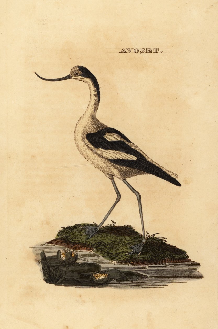 Pied avocet, Recurvirostra avocetta av Edward Donovan