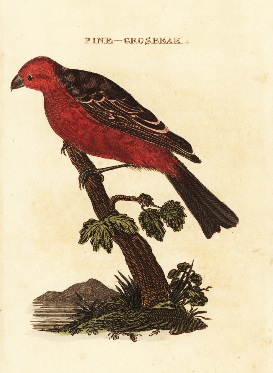 Pine grosbeak, Pinicola enucleator av Edward Donovan
