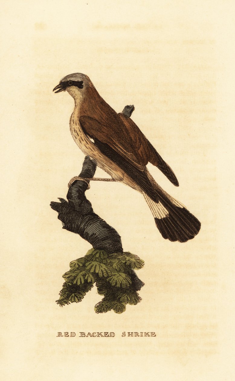 Rödryggad tofska, Lanius collurio av Edward Donovan
