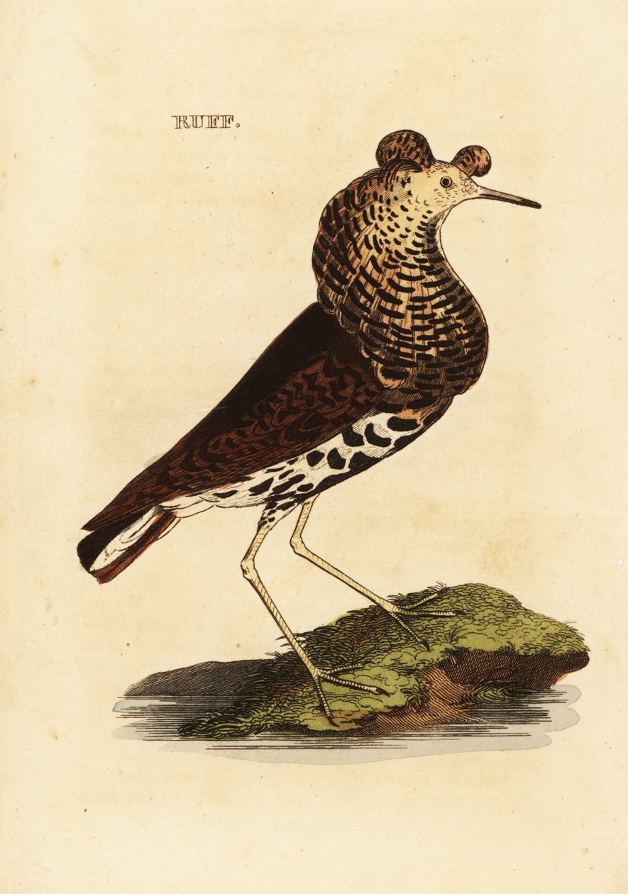 Ruff, hane, Philomachus stridbar av Edward Donovan