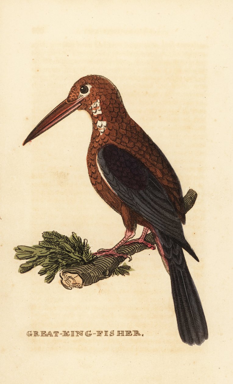 Vitstrupig kungsfiskare, Halcyon smyrnensis av Edward Donovan
