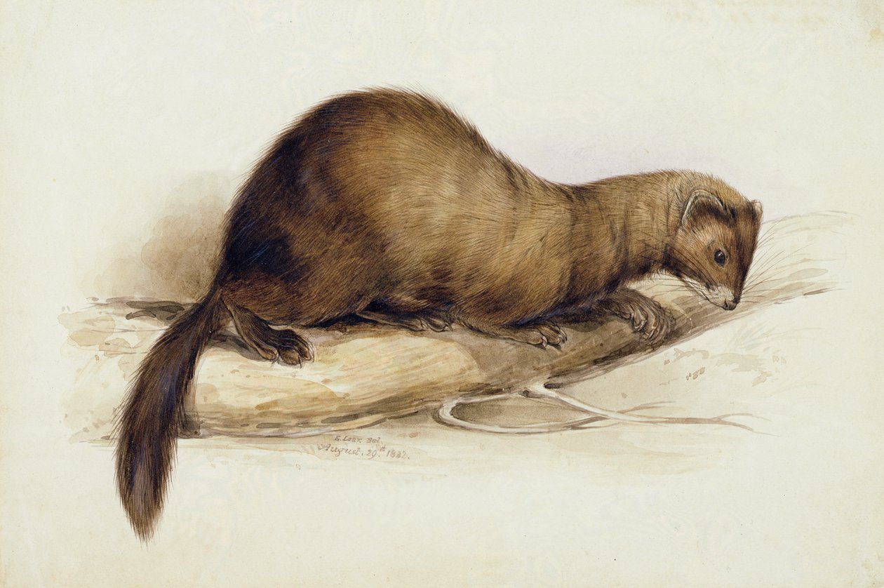En vessla av Edward Lear