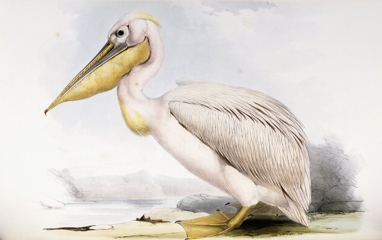 Stor vit pelikan av Edward Lear