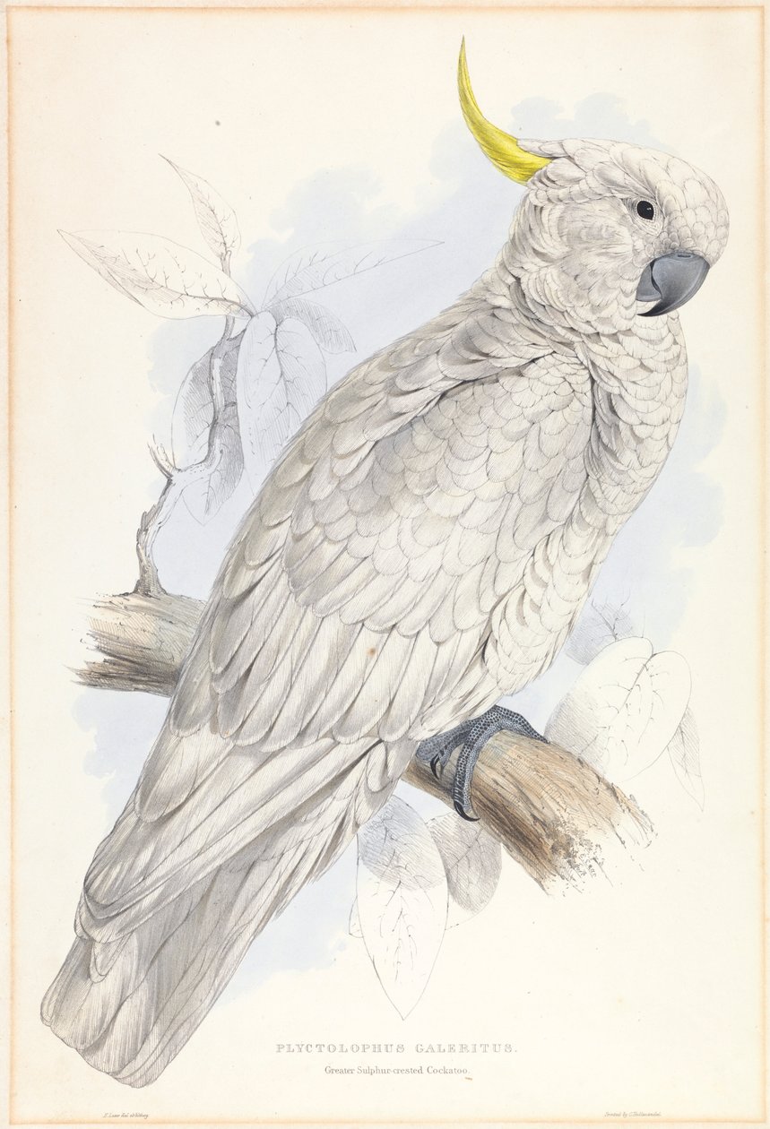 Plyctolophus Galeritus. Större svavelkrönad kakadua. av Edward Lear