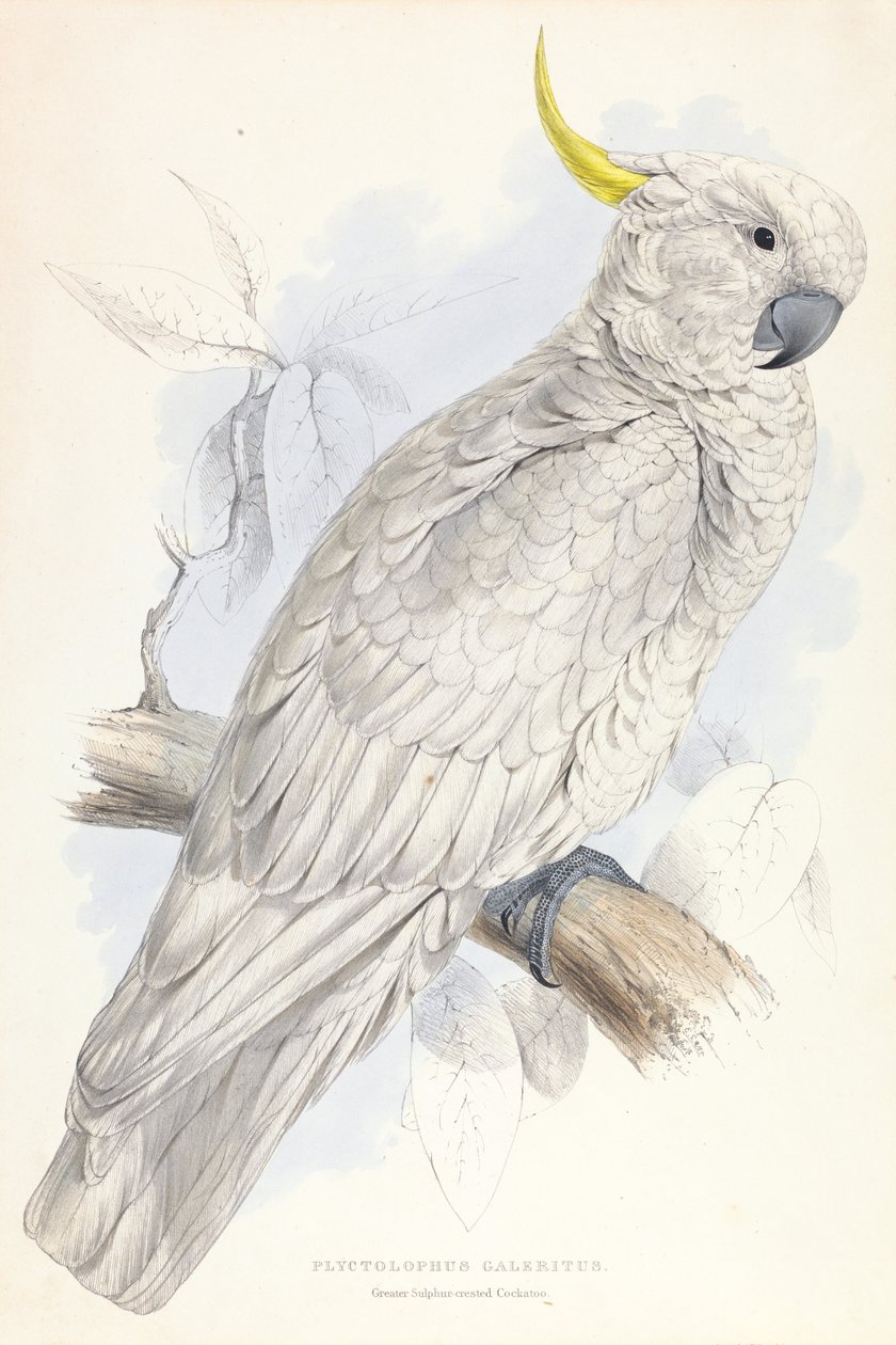 Plyctolophus Galeritus. Större svavelhuvad kakadua. av Edward Lear