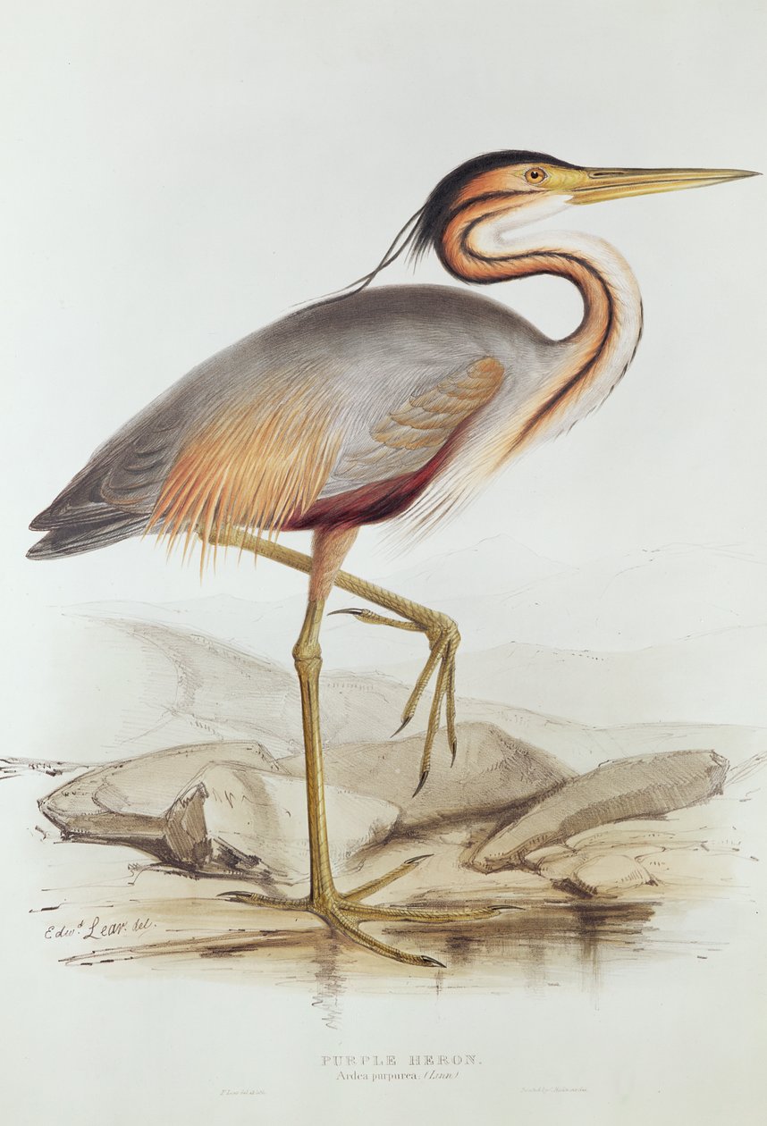 Purple Heron (färggravyr) av Edward Lear