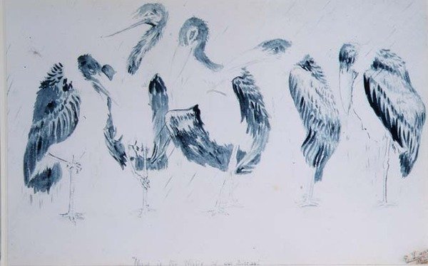 Studier av storkar av Edward Lear