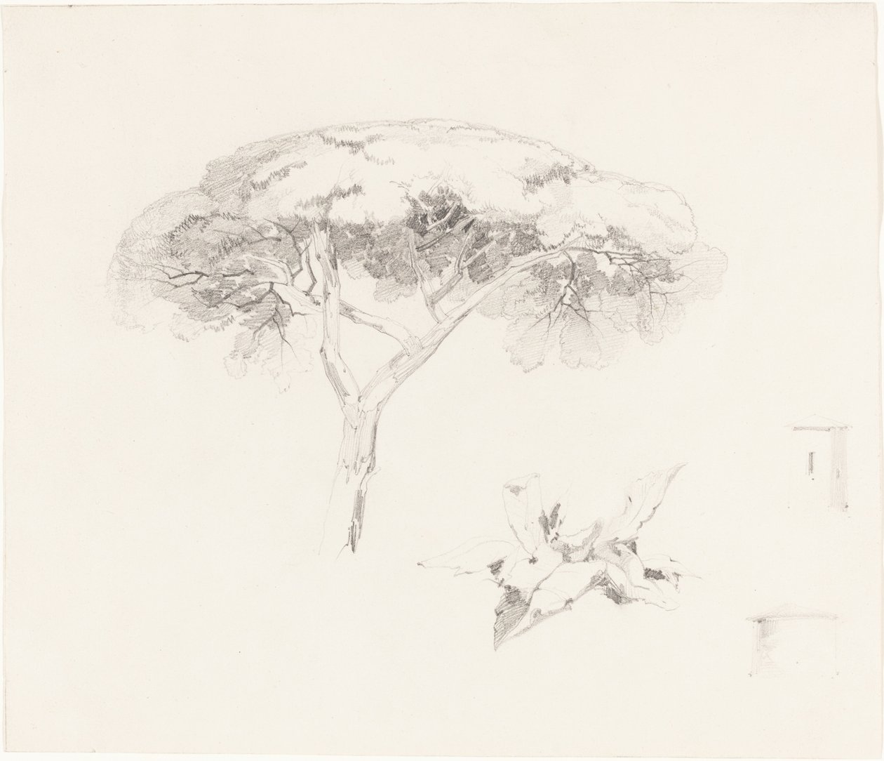 Paraply Pine och andra studier av Edward Lear