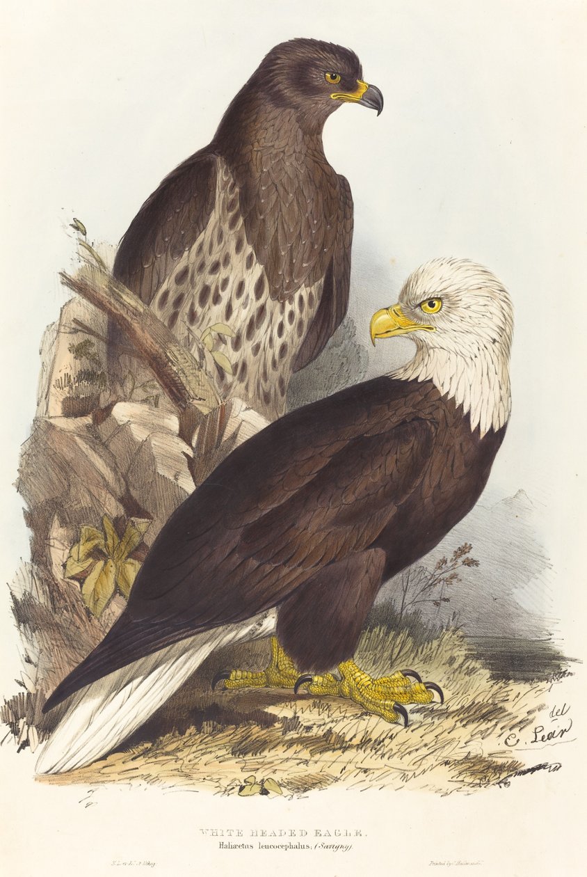 Vithövdad örn (Haliaetus leucocephalus) av Edward Lear