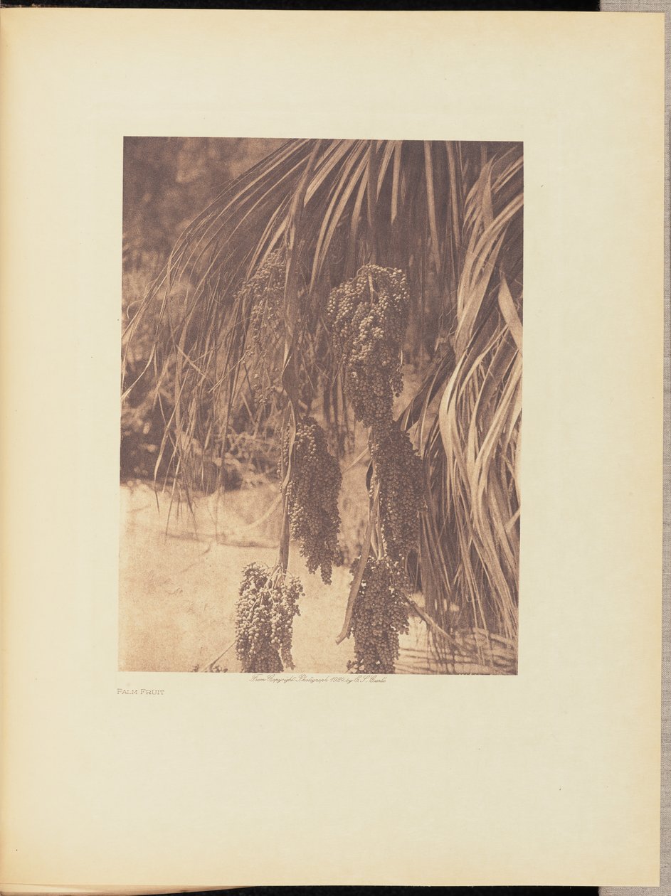 Palmfrukt av Edward S. Curtis