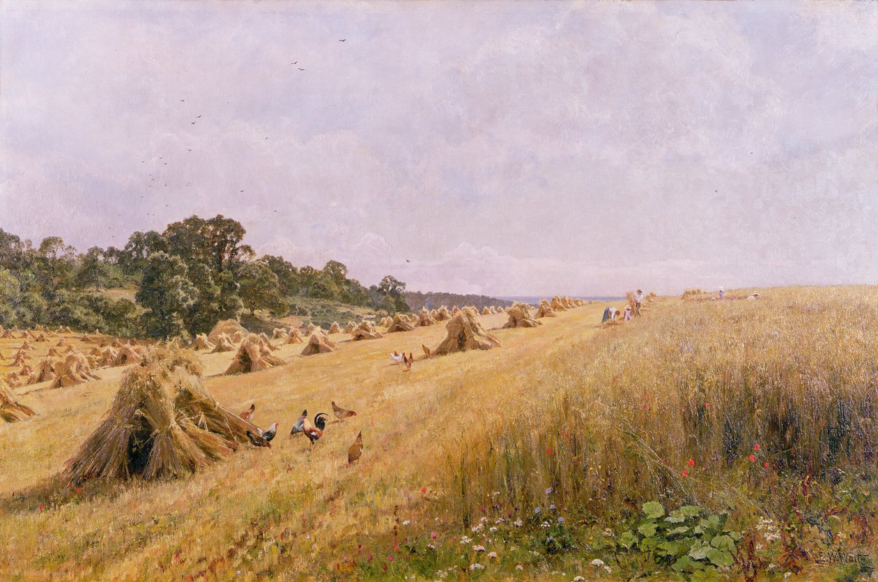 Majsfältsskörd av Edward Wilkins Waite