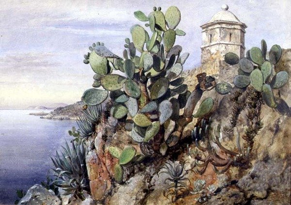 Kaktuskaktus, Monaco av Edward William Cooke