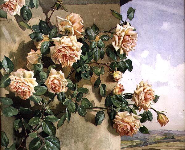 スウェーデンの壁のバラ av Edwin Byatt
