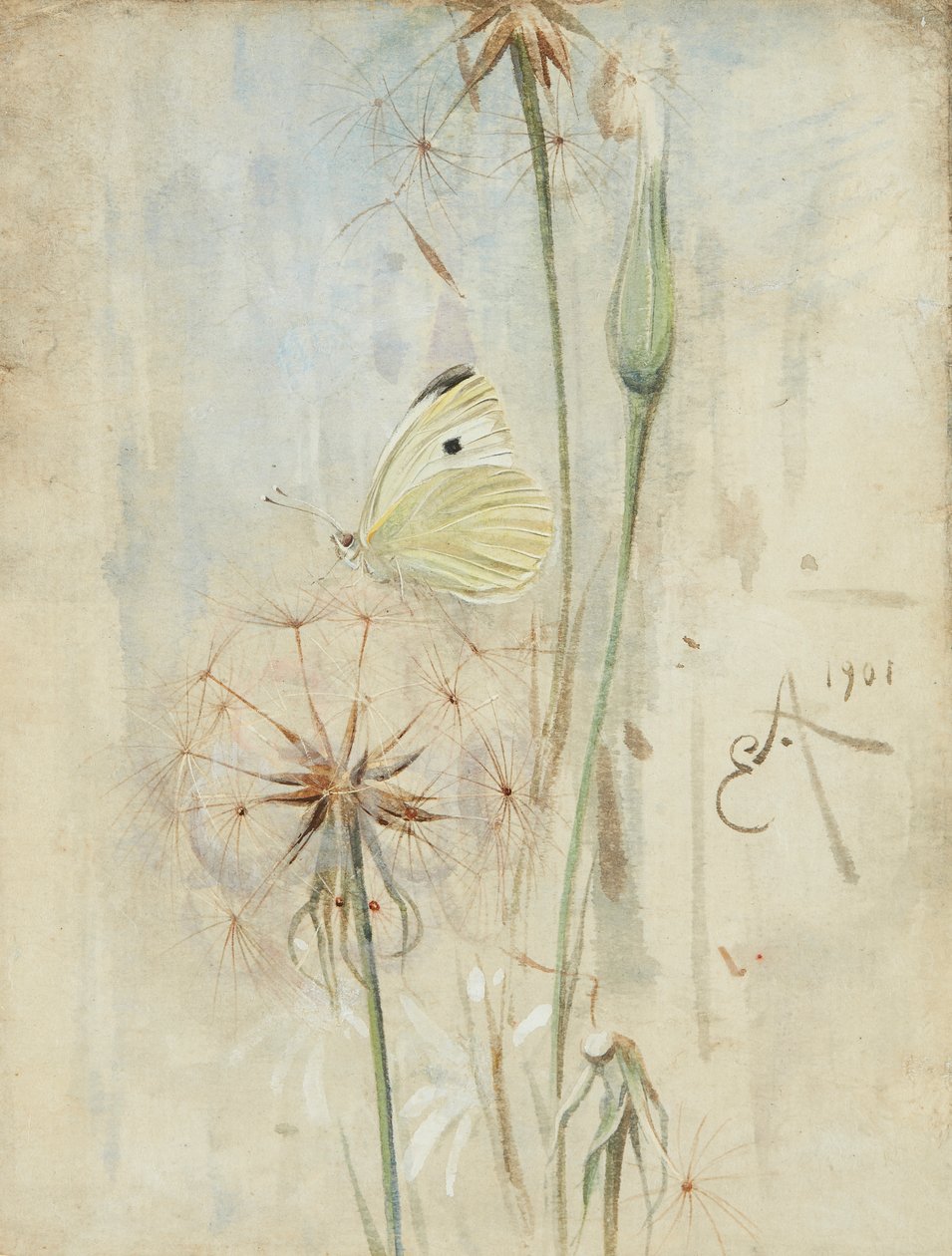Butterfly and Thistledown (akvarell) av Edwin John Alexander