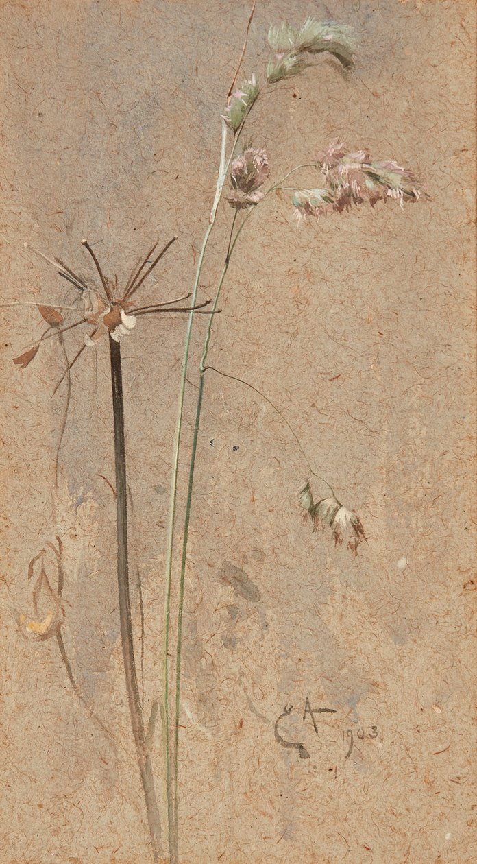 Cockfoot Grass (akvarell på buffpapper) av Edwin John Alexander