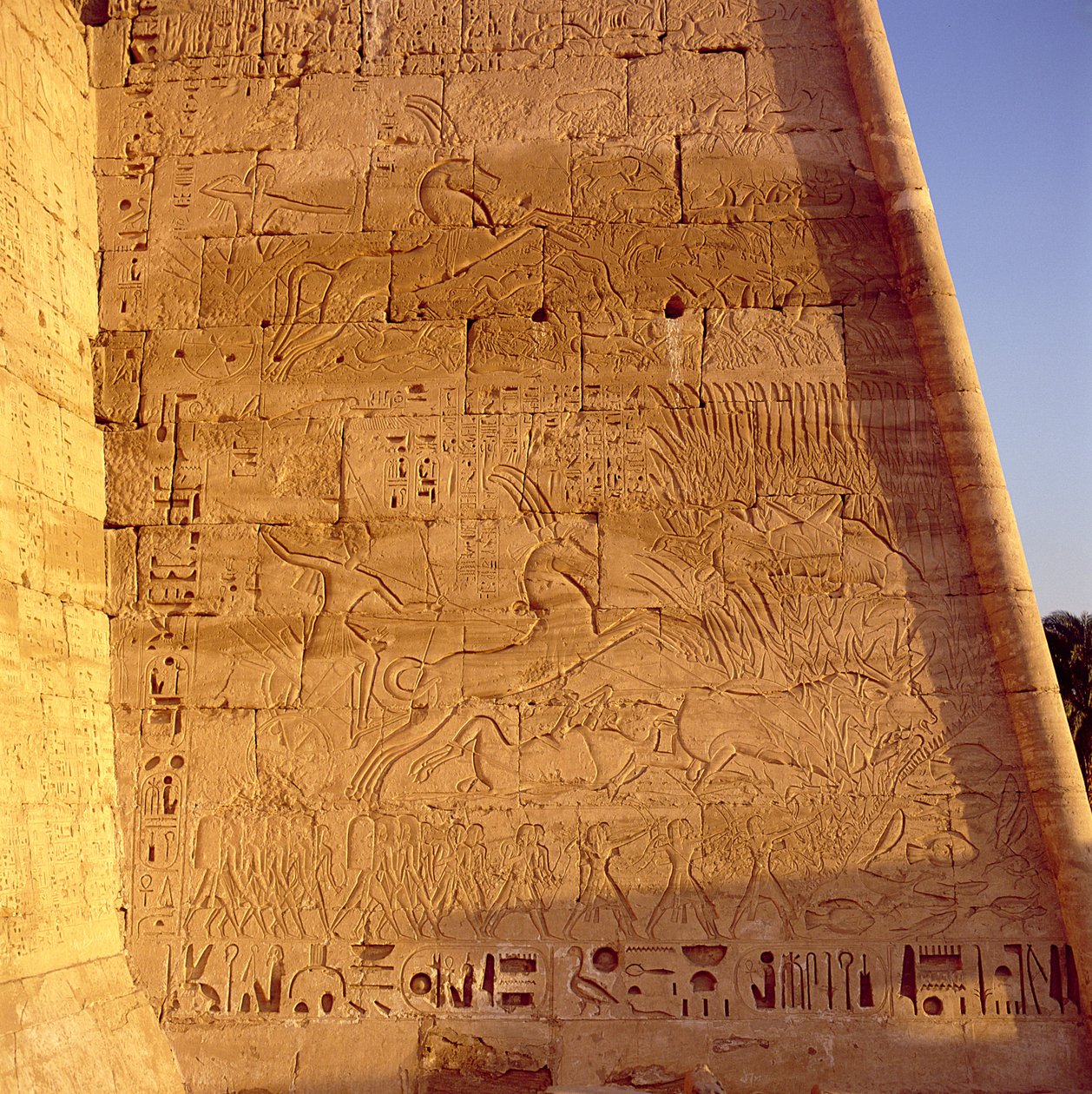 Ramses III (c.1184-1153 f.Kr.) jagar vilda tjurar från den första pylonen i Ramses III:s tempel, relief, Nya kungariket av Egyptian 20th Dynasty