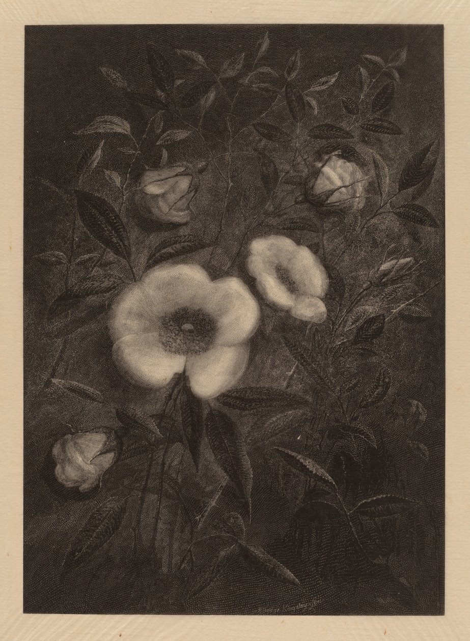 Vilda rosor av Elbridge Kingsley