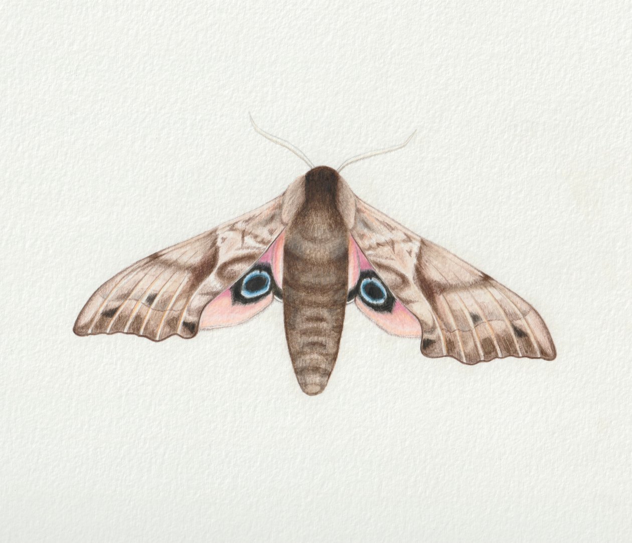 Eyed Hawk Moth, 2023 (akvarell) av Eleanor Grafton