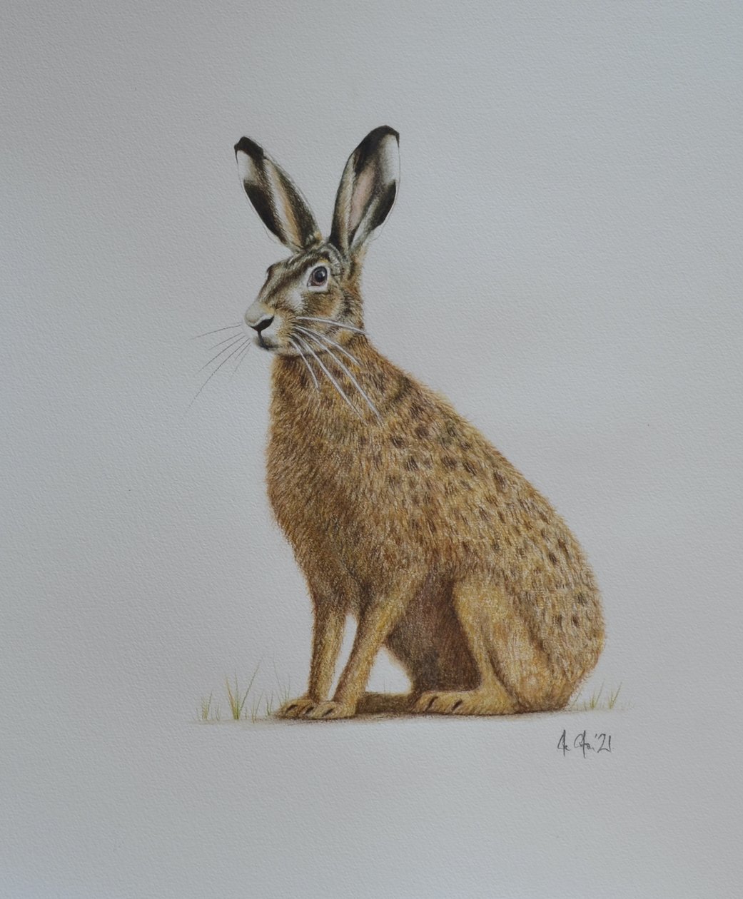 Hare, 2021 (akvarell) av Eleanor Grafton
