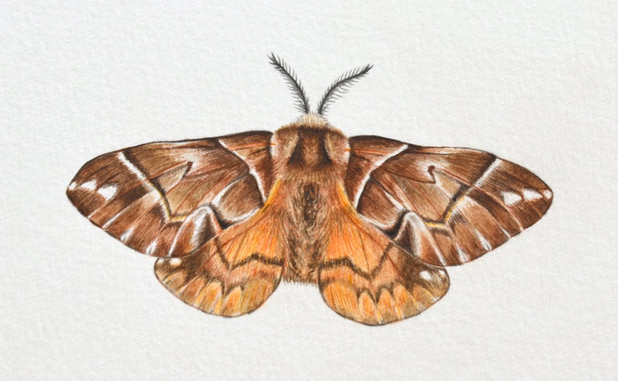 Kentish Glory Moth, 2023 av Eleanor Grafton