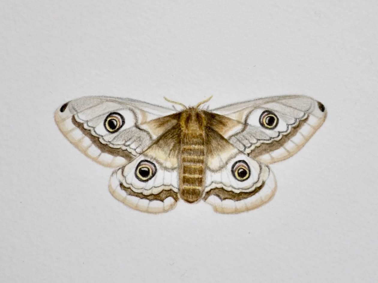 Moth, 2019 (akvarellfärg och blyerts) av Eleanor Grafton