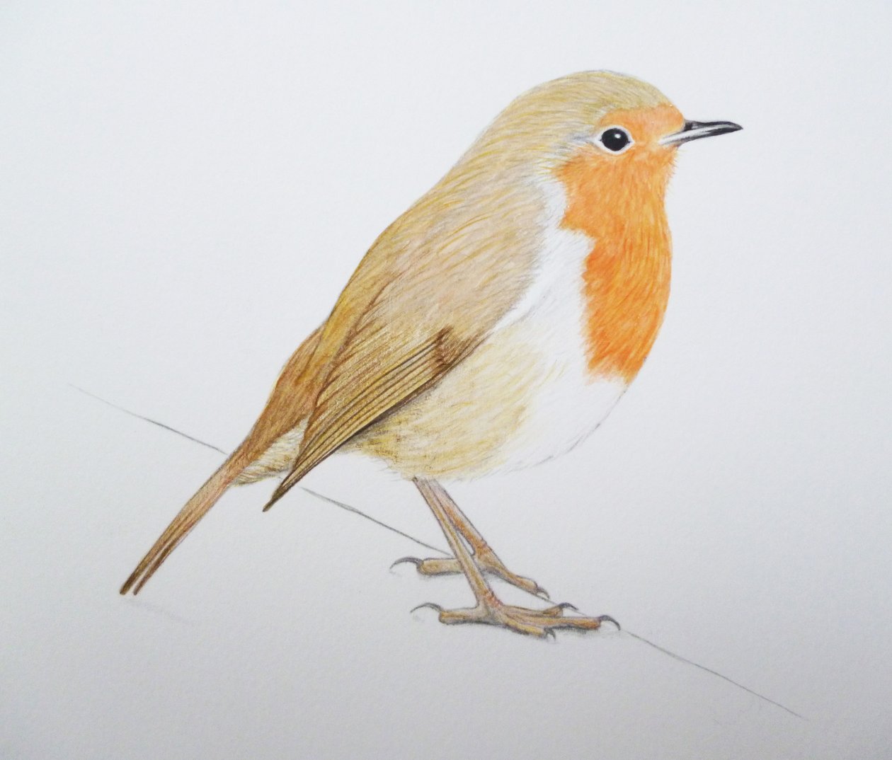 Robin, 2011 (akvarellfärg och blyerts) av Eleanor Grafton