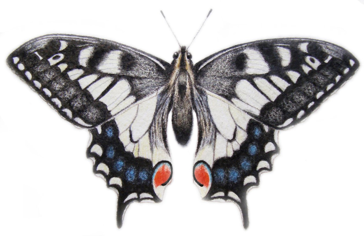 Svalstjärt, 2012 (akvarellfärg och blyerts) av Eleanor Grafton