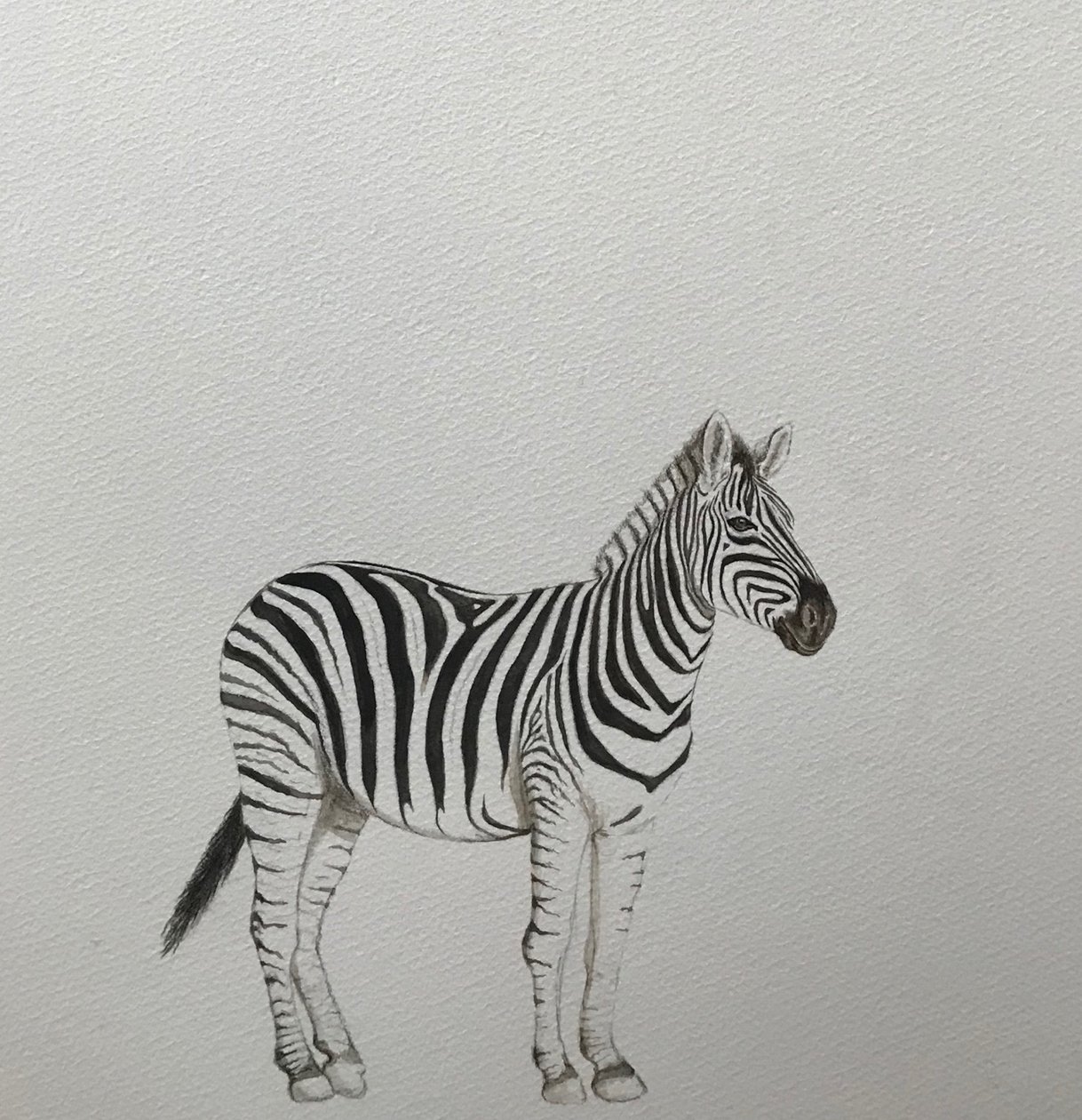Zebra, 2018 (akvarellpenna och färg) av Eleanor Grafton