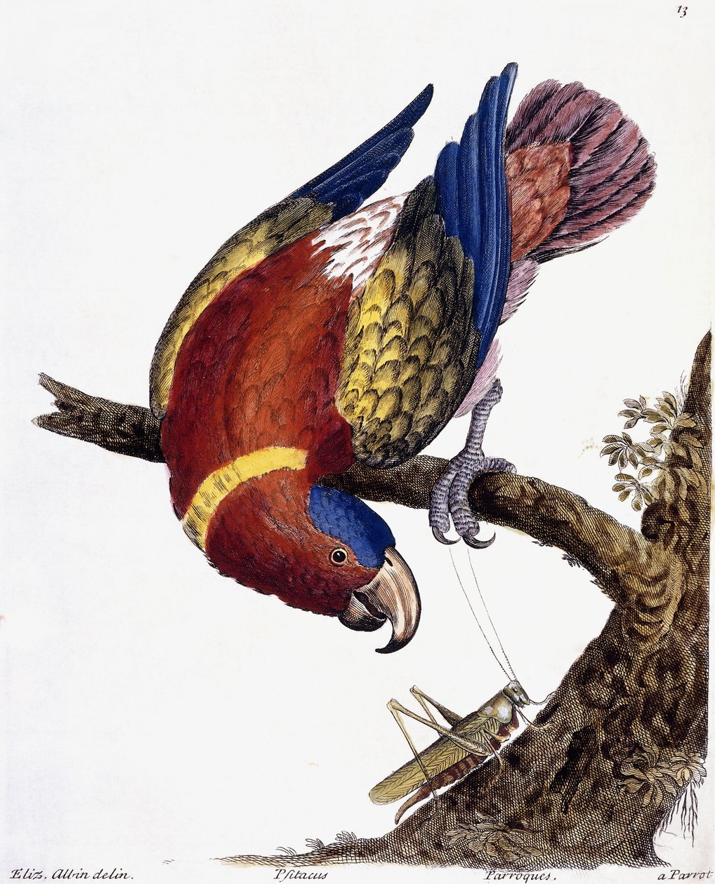 En papegoja, 1731-1738 av Eleazar Albin