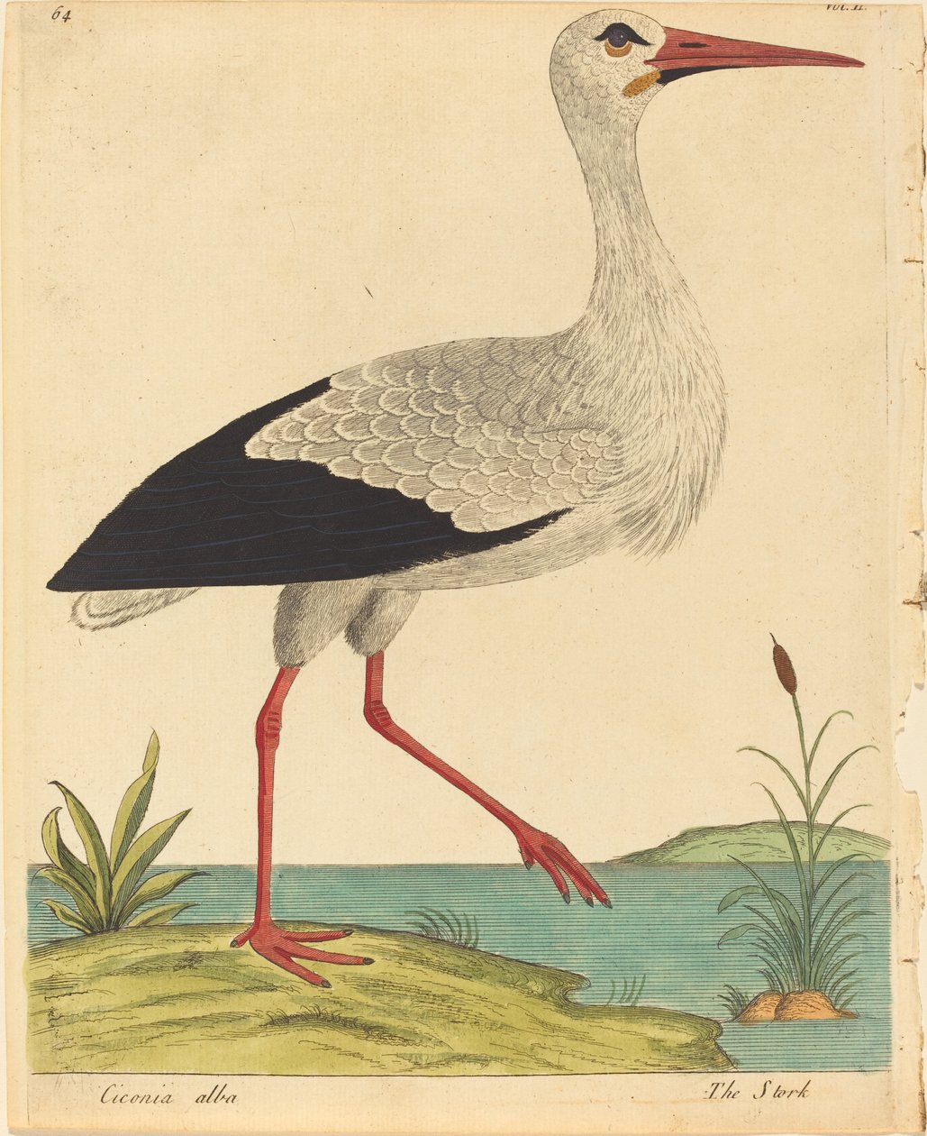 Storken (Ciconia Alba) av Eleazar Albin